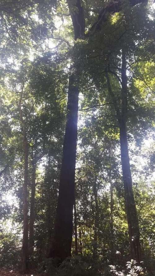 The Kubu Galungan image 17