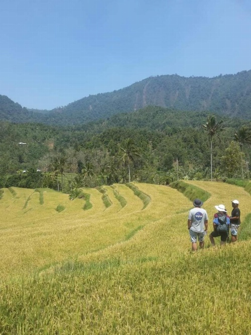 The Kubu Galungan image 21